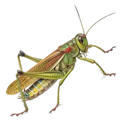 Imagen PNG para descargar